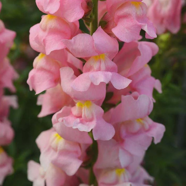 Snapdragon Rocket Pink Seed