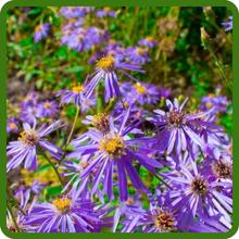 Aster Seeds - New England