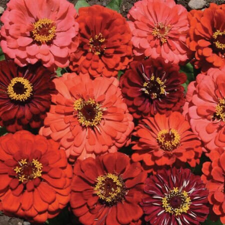 Berry Tart Mix Zinnia Seeds