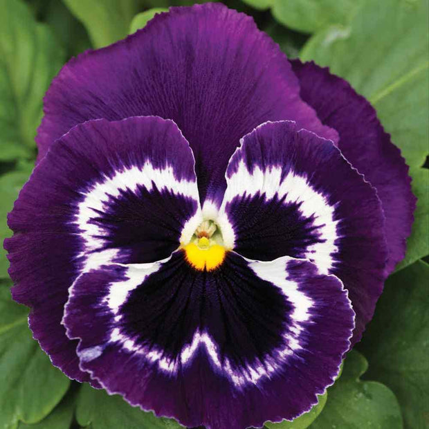 Pansy Seeds  Viva La Violet