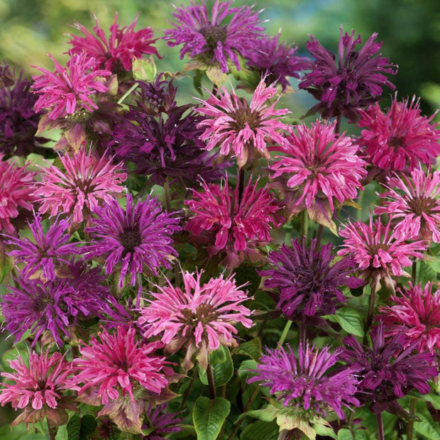 Monarda Didyma Seeds - Bee Balm Mix