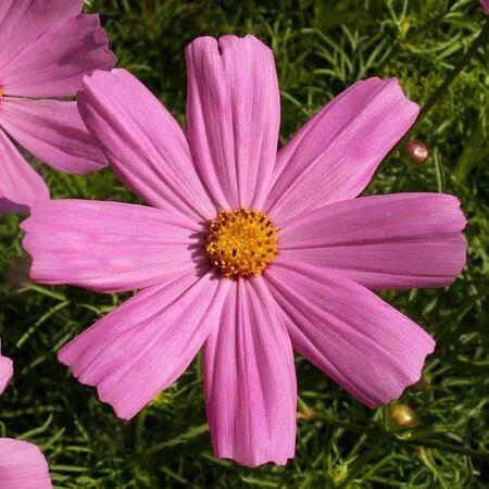 Cosmos Seeds Pinkie Mix - Flower Seeds