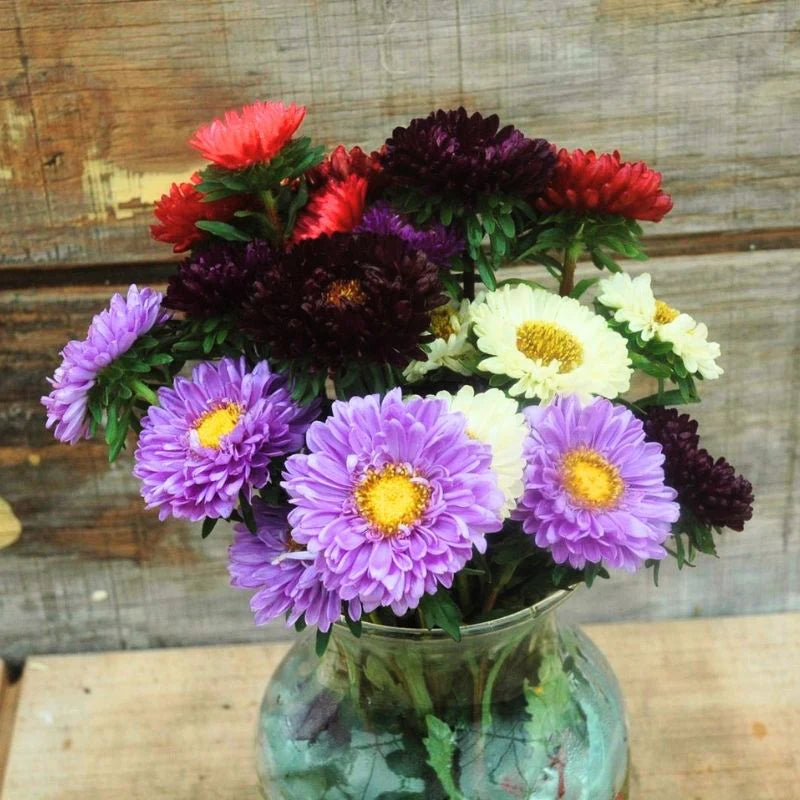 Aster Seeds Matsumoto Mix Seed