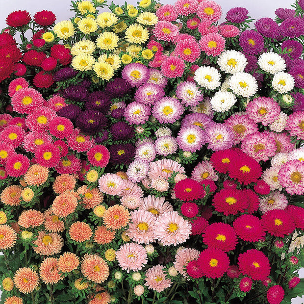 Aster Seeds Matsumoto Mix Seed