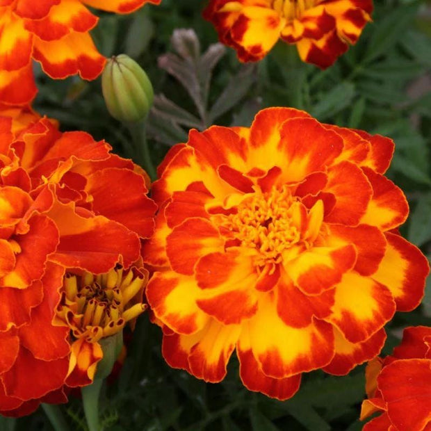Heirloom French Marigold Seed Safari Bolero Seeds