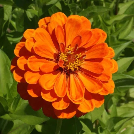 Confetti Zinnia Mix Seeds