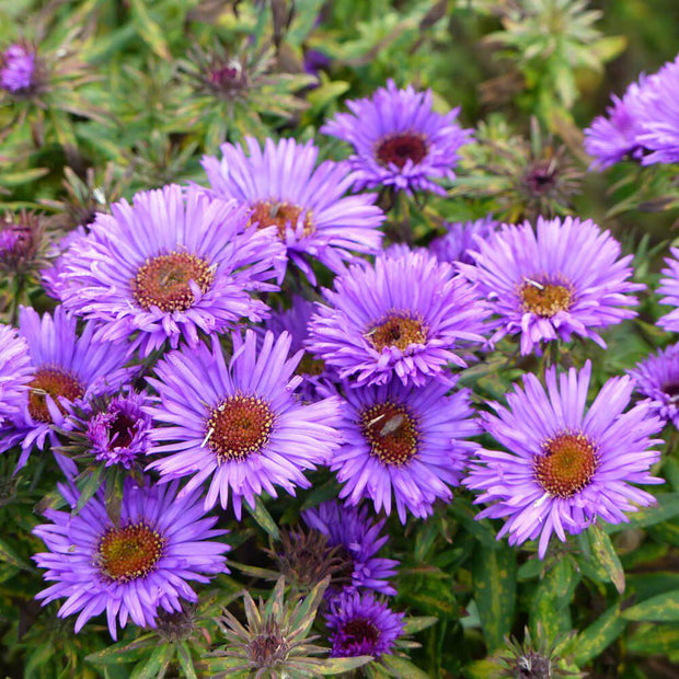 Aster Seeds - New England