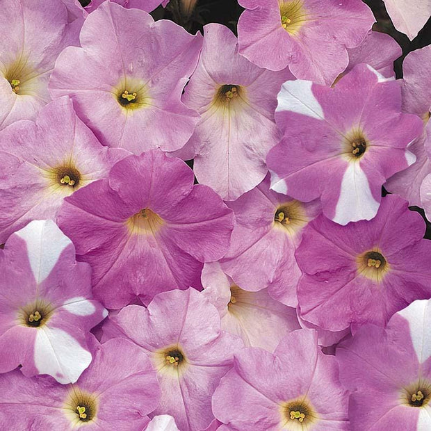 Petunia Wave Misty Lilac