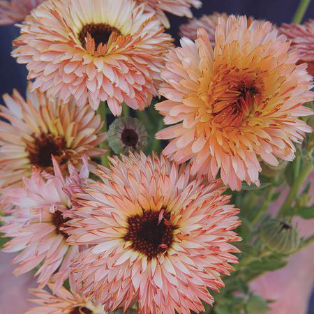 STRAWBERRY BLONDE Calendula Seeds