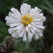 Giant Cactus Mix Zinnia Seeds