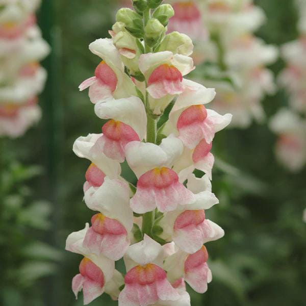 Snapdragon Potomac Appleblossom  Seed