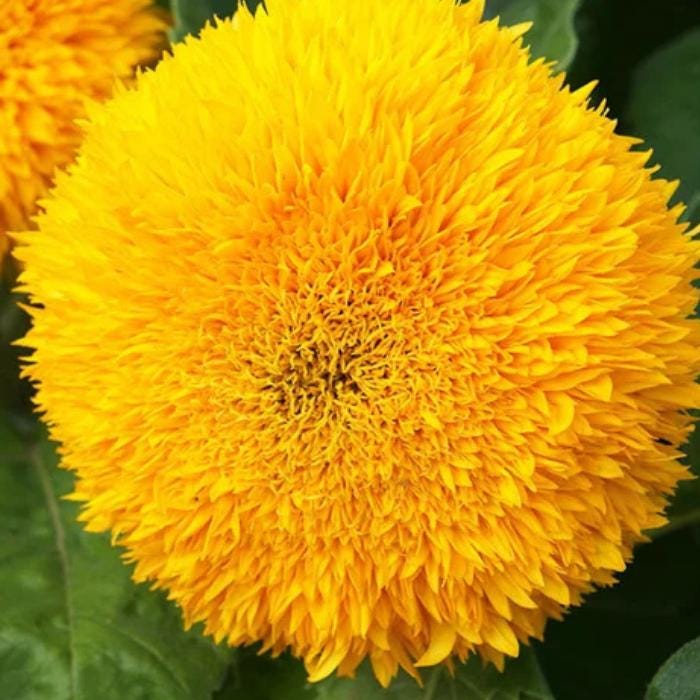 Teddy Bear Sunflower Seeds - Flower Seeds, Dwarf Sunflower,