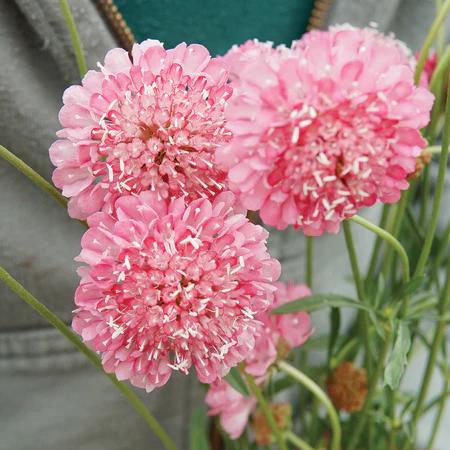 Salmon Queen Scabiosa Seeds