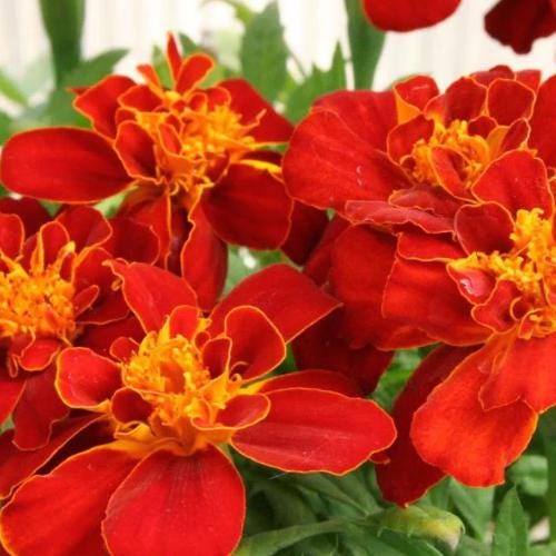 Heirloom French Marigold Seed Durango Red Flower Seeds
