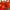 Heirloom French Marigold Seed Durango Red Flower Seeds