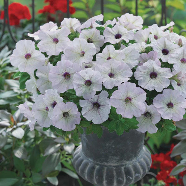 Petunia Trilogy Silver Blotch Seeds
