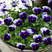 Pansy Seeds - Beaconsfield