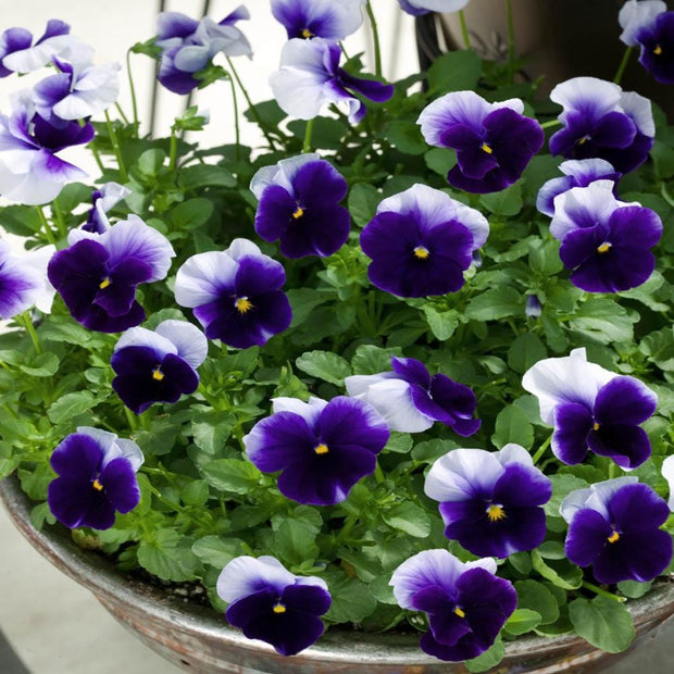 Pansy Seeds - Beaconsfield