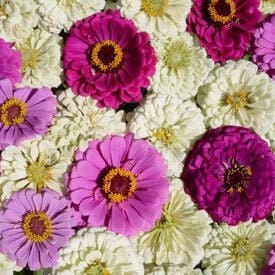 Blueberry Cheesecake Mix, Zinnia Seeds