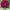 Dahlia Ivanetti Tubers 4
