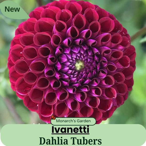 Dahlia Ivanetti Tubers 4" dark purple flowers.