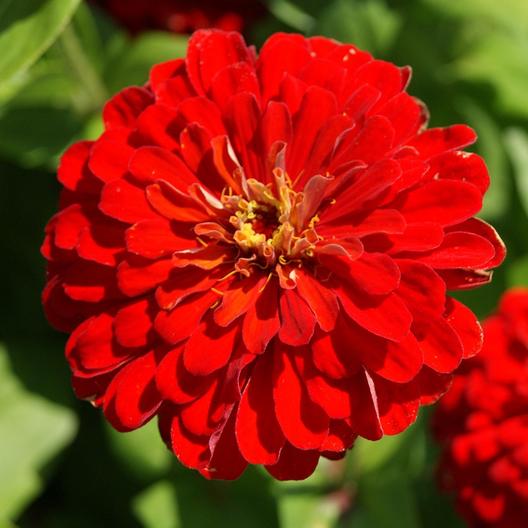 Zinnia Seeds Lava Lamp Mix