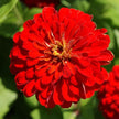 Zinnia Seeds Lava Lamp Mix