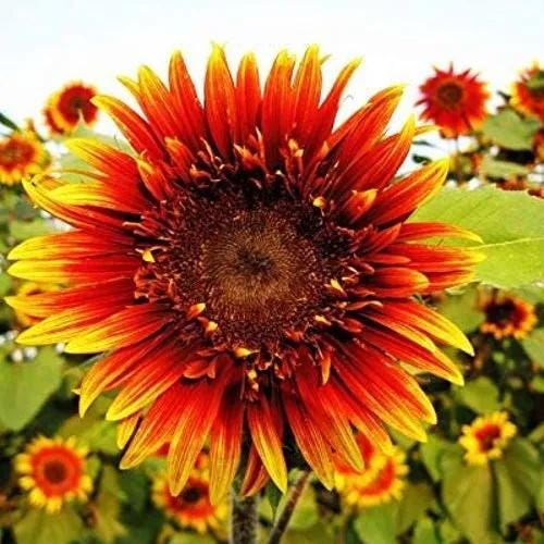 Joker Sunflower Seeds