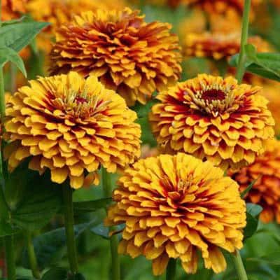 Macarenia Zinnia Seeds