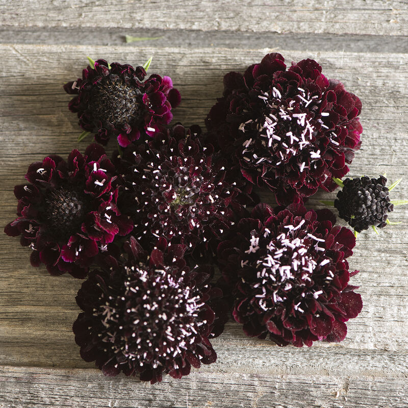 Black Knight  Scabiosa Seeds