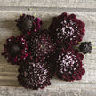 Black Knight  Scabiosa Seeds