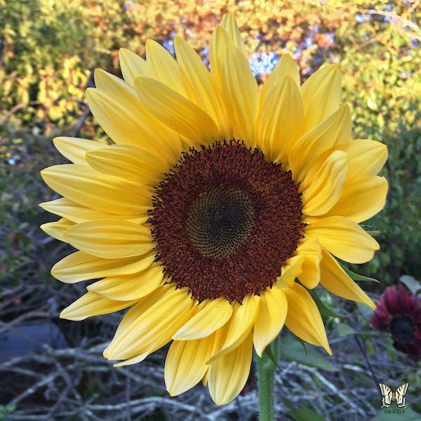 ProCut Peach Sunflower Seeds