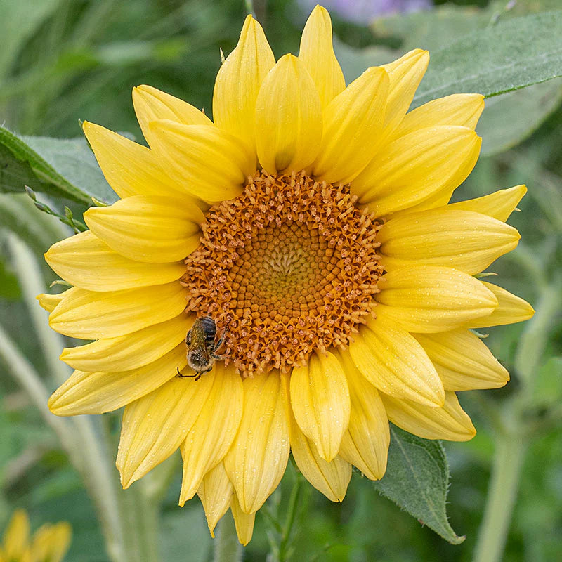 Peach Passion Sunflower Seeds