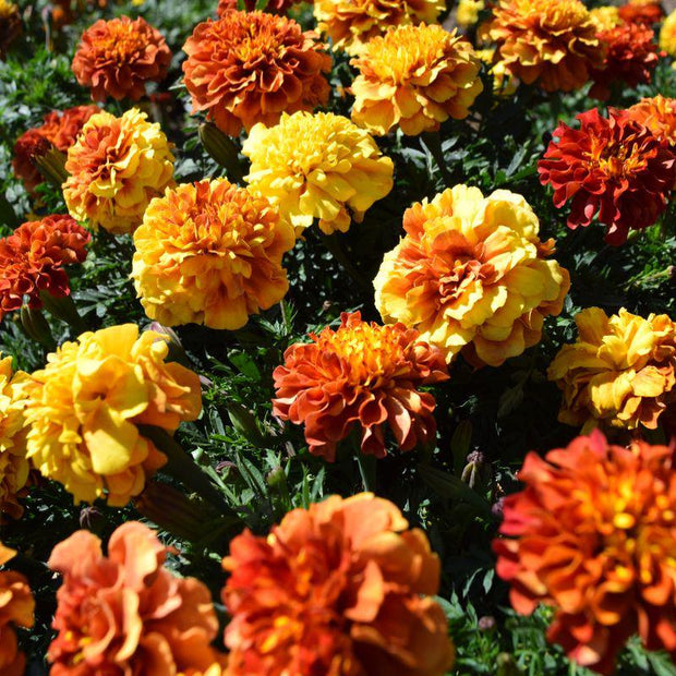 Heirloom Marigold New World Strawberry Blonde Seed
