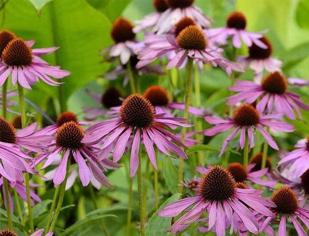 Heirloom Coneflower Echinacea Herb Garden Seed Non-GMO, Heirloom