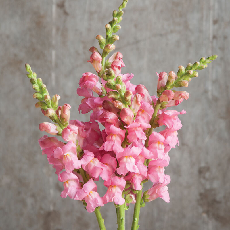 Potomac Pink Pelleted Snapdragon Seeds