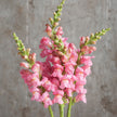 Potomac Pink Pelleted Snapdragon Seeds