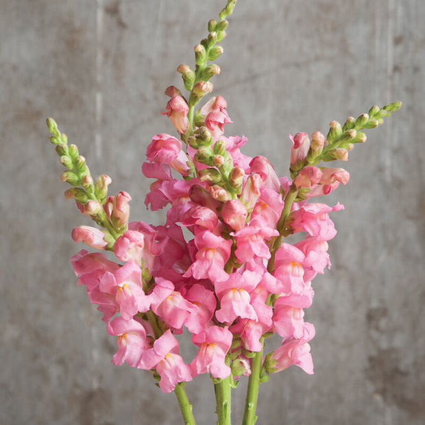 Potomac Pink Pelleted Snapdragon Seeds