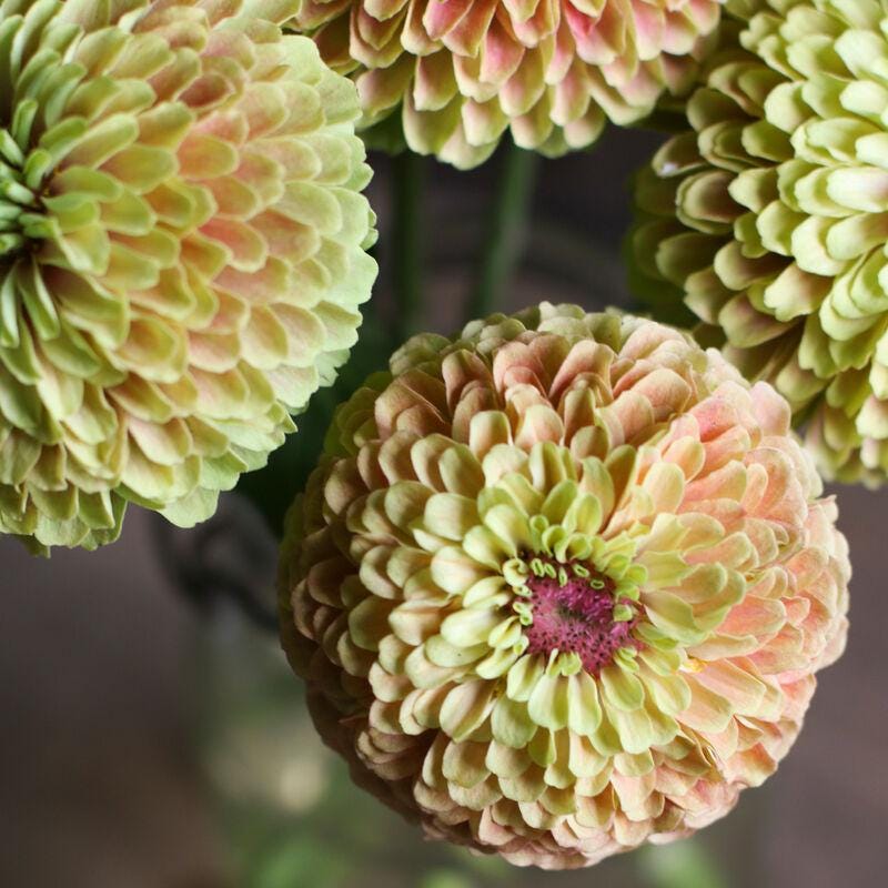 Queeny Mix Zinnia Seed