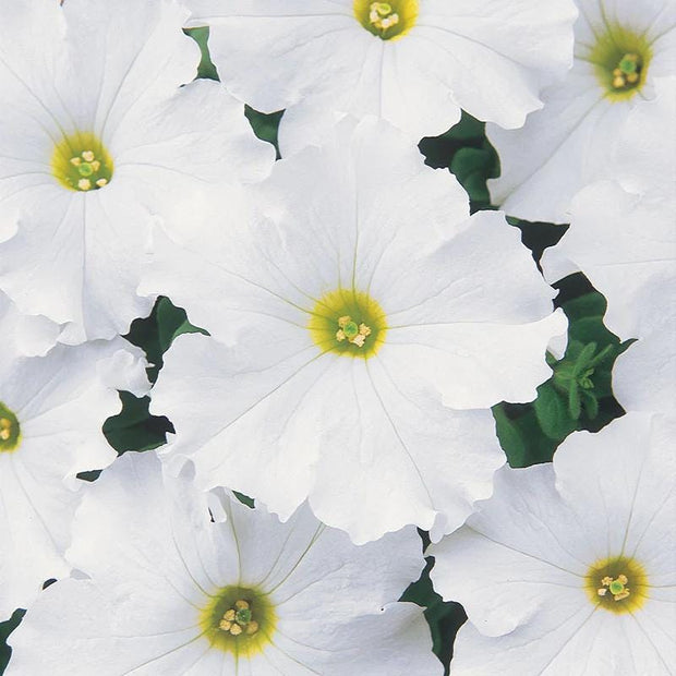 White Dreams Petunia Seeds