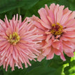 Giant Cactus Mix Zinnia Seeds