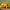 Calendula Kinglet Formula Mix Seeds