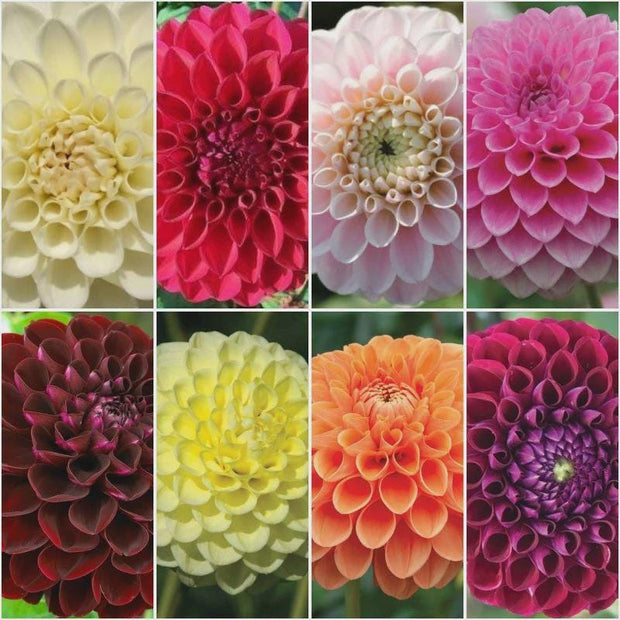 Dahlia Ball Mix Tubers  3 tuber Mix Colors.