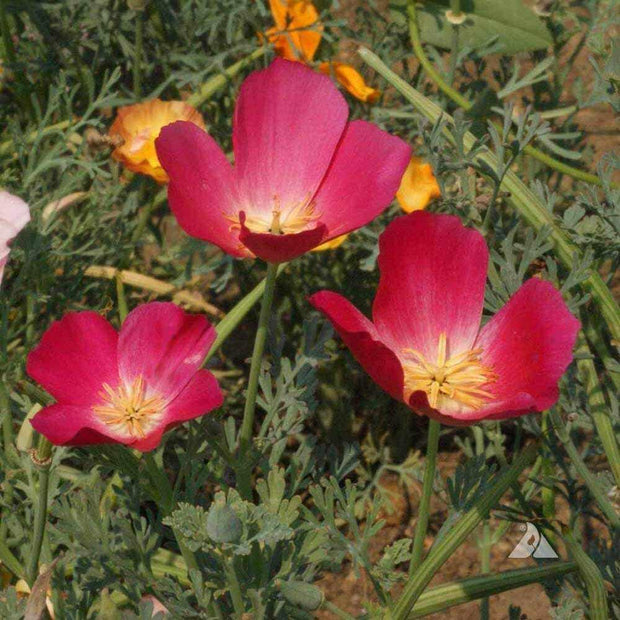 Poppy Seeds - California Carmine King