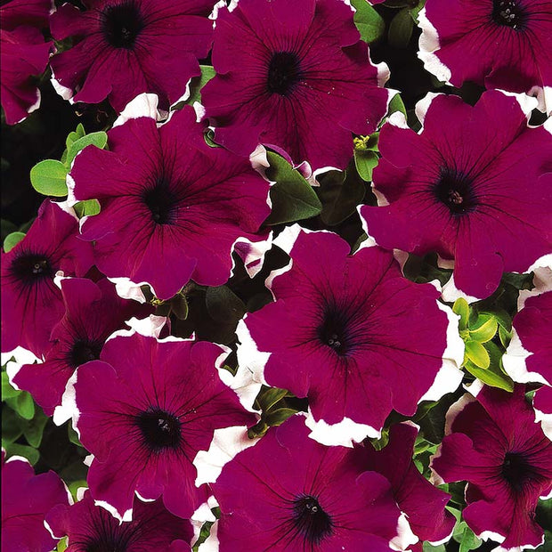 Petunia Dreams Picotee Burgundy Seeds
