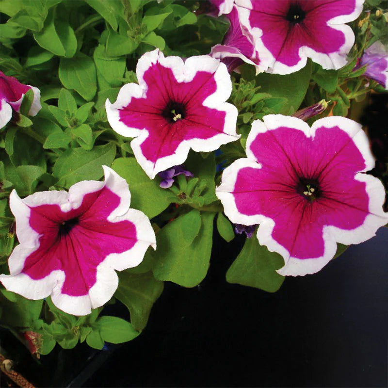 Petunia Dreams Picotee Burgundy Seeds
