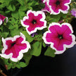 Petunia Dreams Picotee Burgundy Seeds