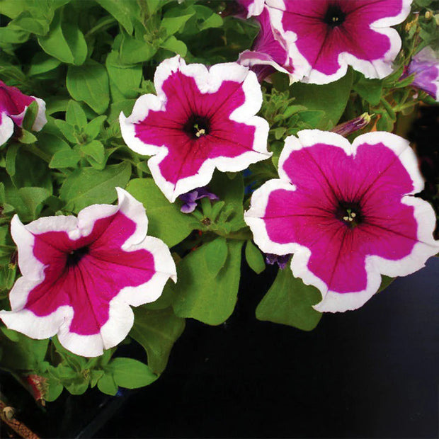 Petunia Dreams Picotee Burgundy Seeds