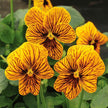 Viola Seeds Angel Tiger Eye Yellow Flower Seeds