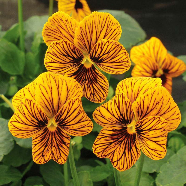 Viola Seeds Angel Tiger Eye Yellow Flower Seeds